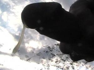 Photo de celibataire62500