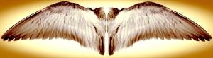 Mettre � disposition mes comp�tences artistiques en photo vid�o 