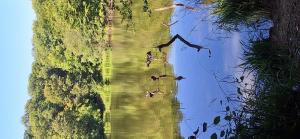 Pour FEMME . Meudon La Foret 92