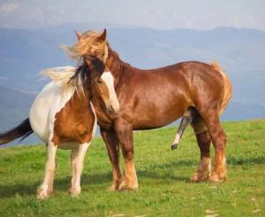 �a va aller jusqu'ou...?