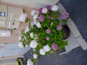 chagatte�l�ch�