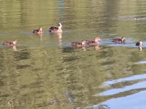 Balade coquine avec femme et ou couple 